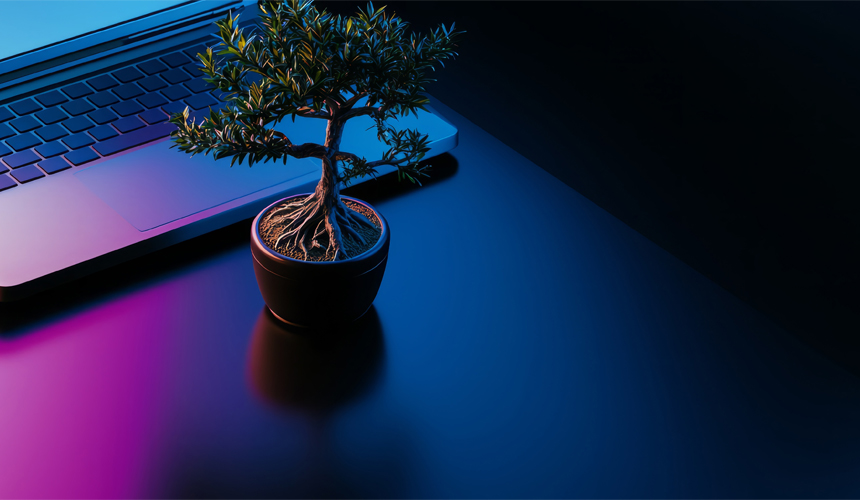 laptop and indoor plant on a desk